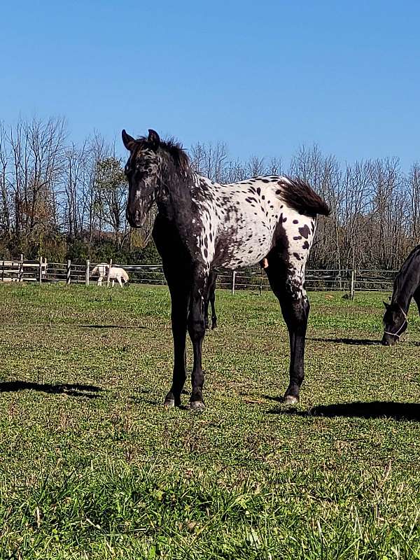 gold-rush-friesian-horse