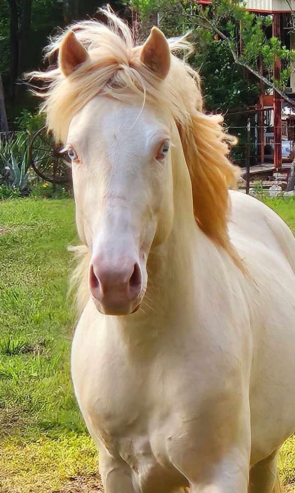 handsome-quarter-pony