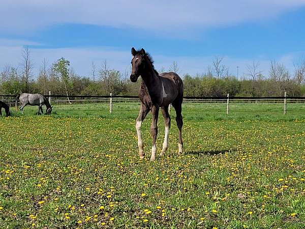 black-white-apha-kfps-colt-weanling