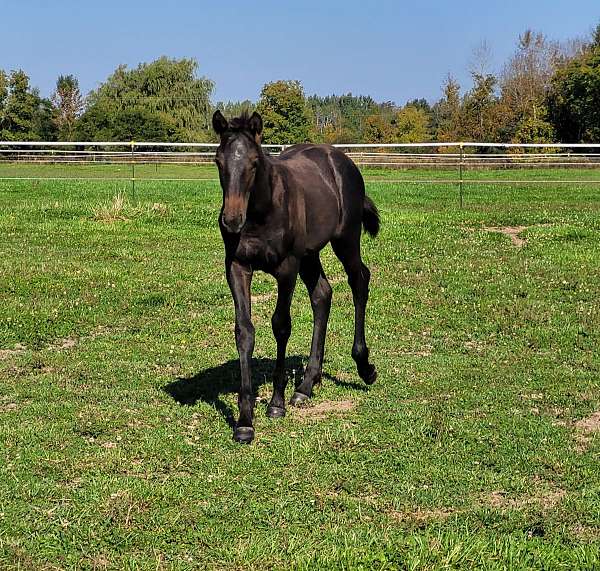 grey-csha-filly