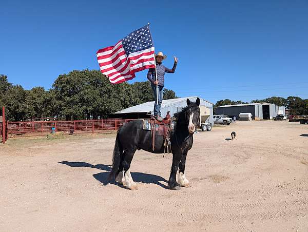 beginner-safe-shire-pony