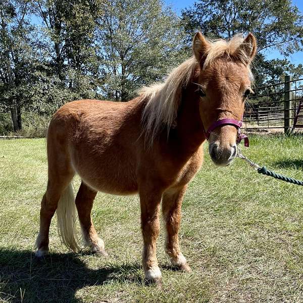 companion-miniature-horse