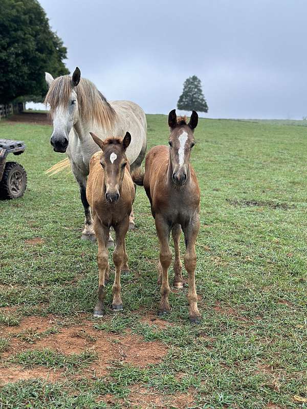 all-around-draft-horse