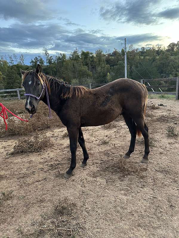 trail-trail-riding-quarter-horse