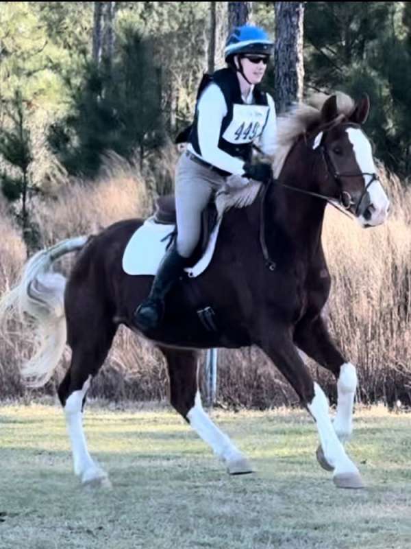 hunterjumper-dutch-warmblood-horse