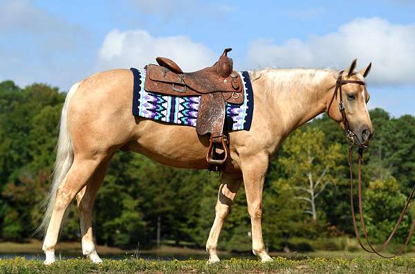 gelding-quarter-horse