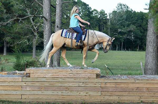 aqha-quarter-horse