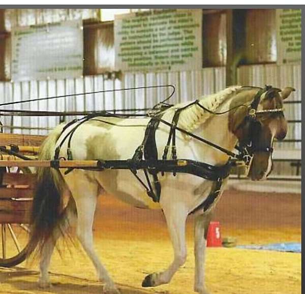 buckskin-pinto-pony-mare