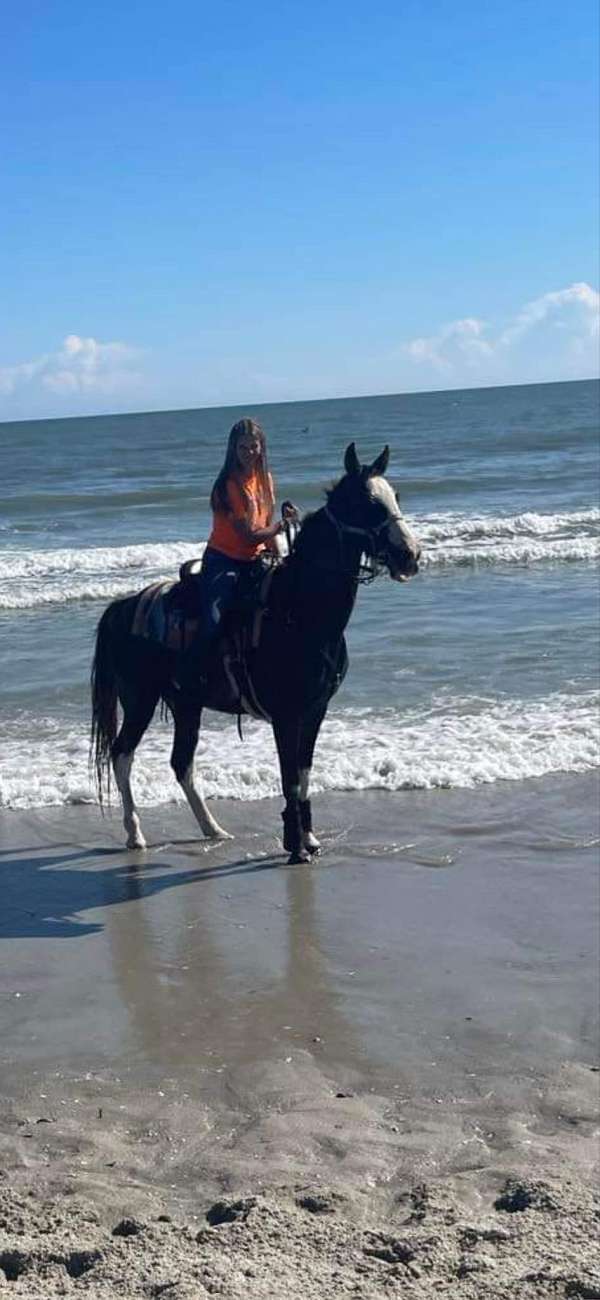 good-bone-tennessee-walking-horse