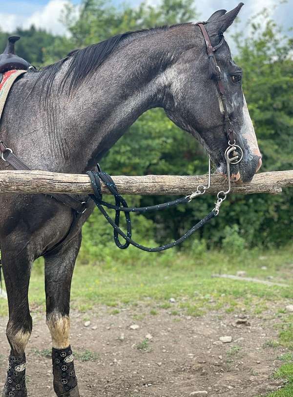 mountain-trails-tennessee-walking-horse