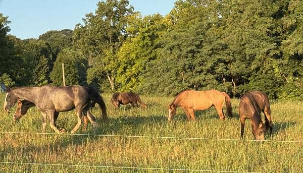 southwest-virginia-tennessee-walking-horse