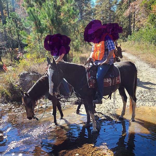 steers-tennessee-walking-horse