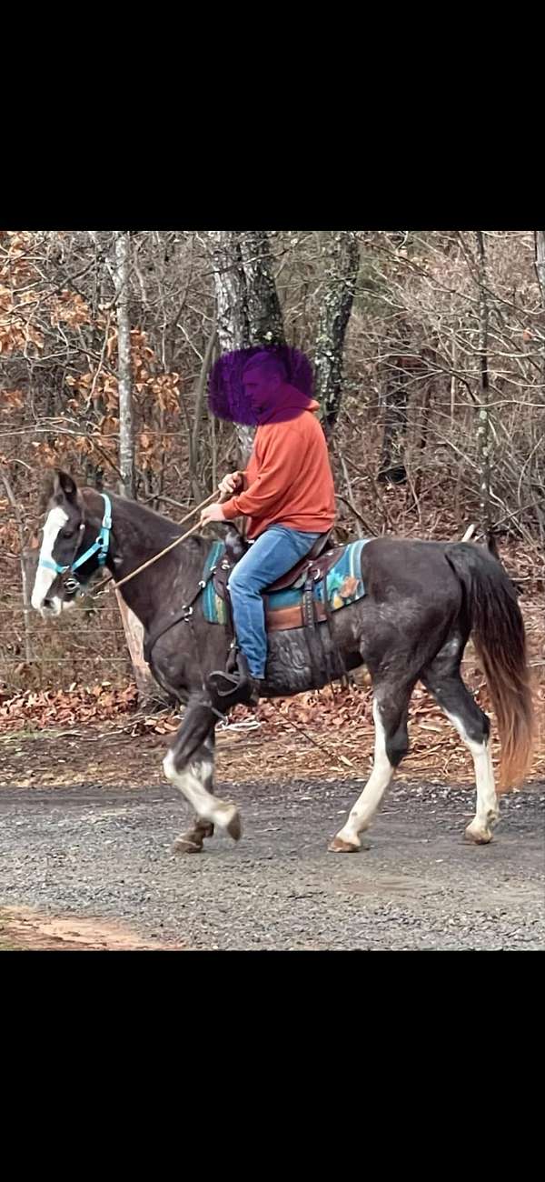 white-blaze-tennessee-walking-horse