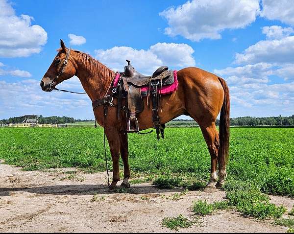 all-around-quarter-horse