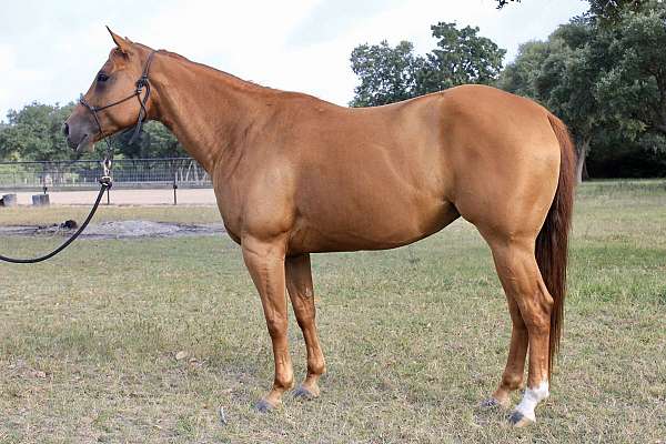 star-strip-one-white-rear-sock-horse