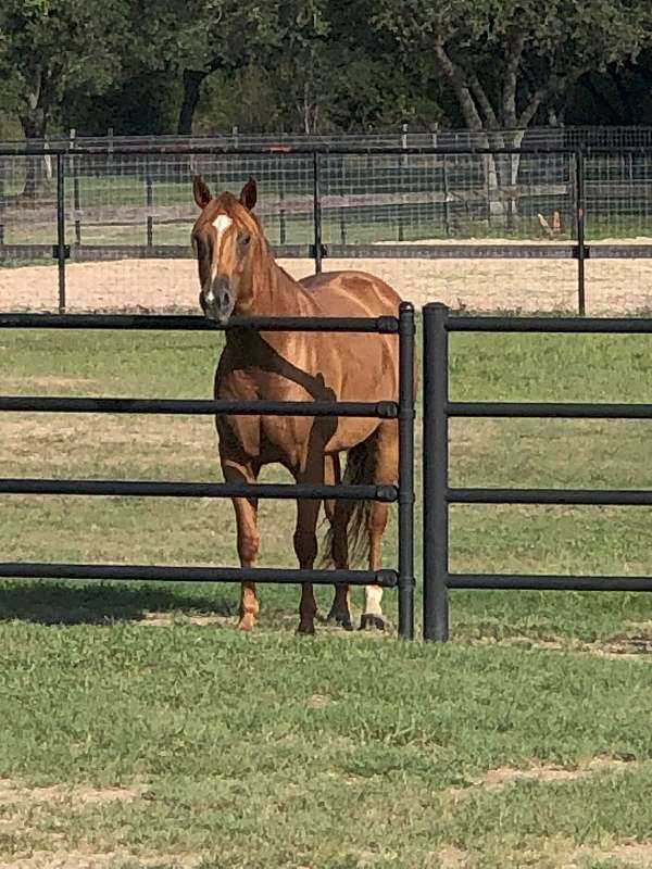 sorrel-star-strip-one-white-rear-sock-horse