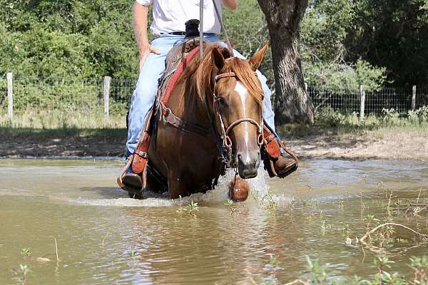 heading-quarter-horse