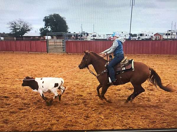 heeling-quarter-horse