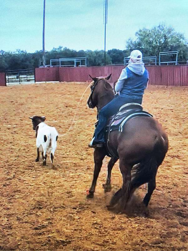 roping-quarter-horse