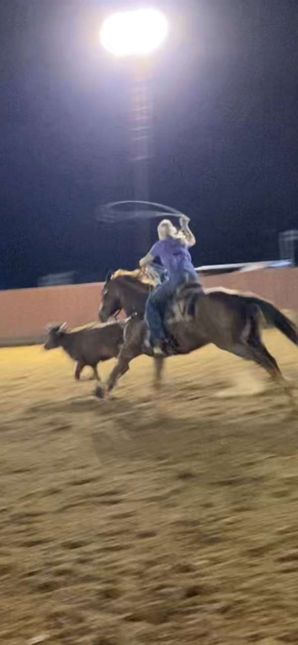 steer-roping-quarter-horse