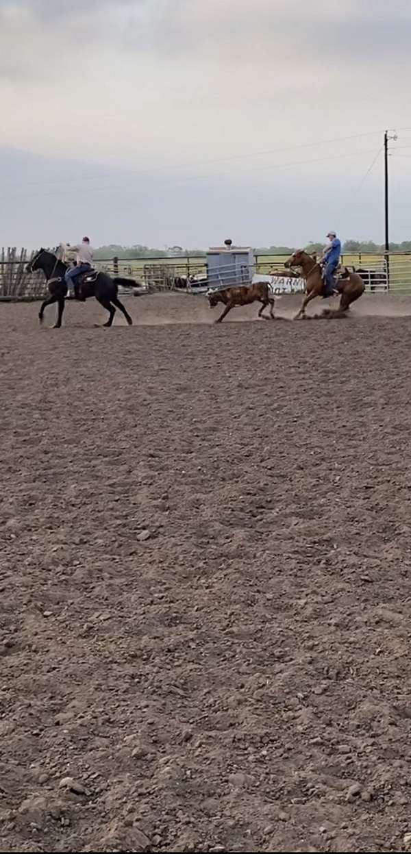 team-roping-quarter-horse