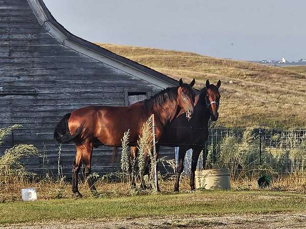 field-trial-tennessee-walking-horse