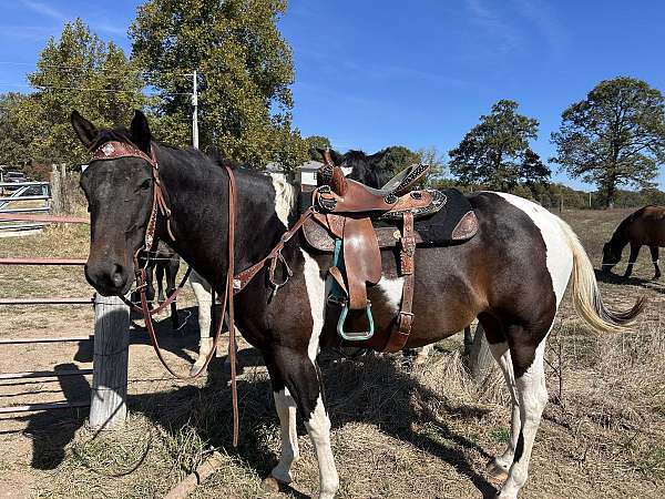 rodeo-trail-paint-horse