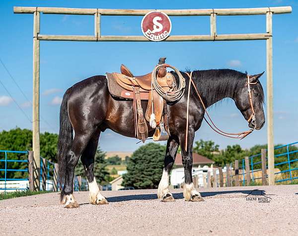 all-around-gypsy-vanner-horse