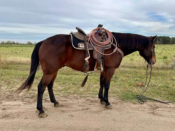 all-around-quarter-horse