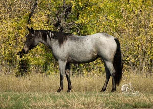 all-around-quarter-horse