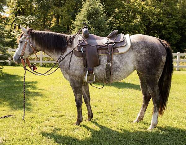 all-around-quarter-horse