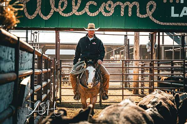 all-around-draft-horse