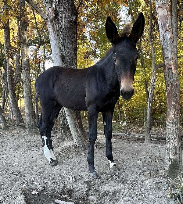 black-mule-paint-mare-weanling