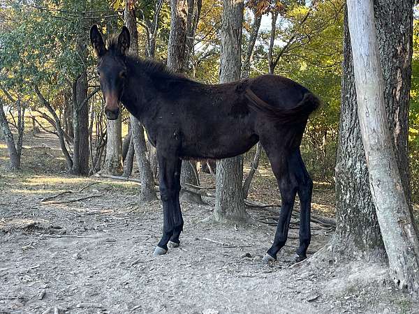 mule-filly