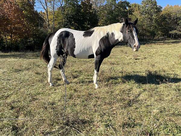 halter-project-mule-paint-horse