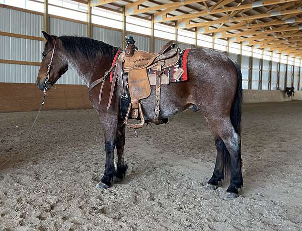 all-around-draft-horse