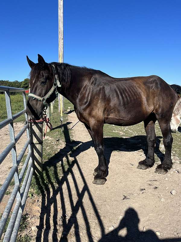 percheron-mare