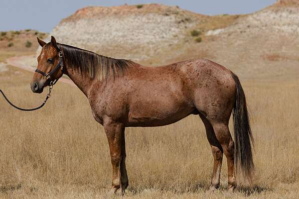 all-around-quarter-horse