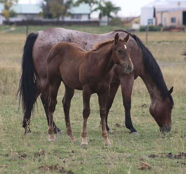 athletic-quarter-horse