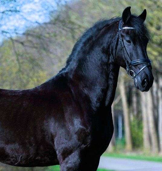 all-black-with-few-white-hairs-in-pasterns-horse