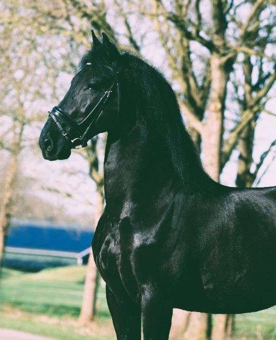 black-all-with-few-white-hairs-in-pasterns-horse