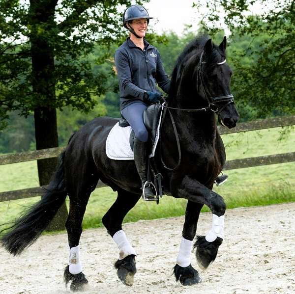 friesian-horse