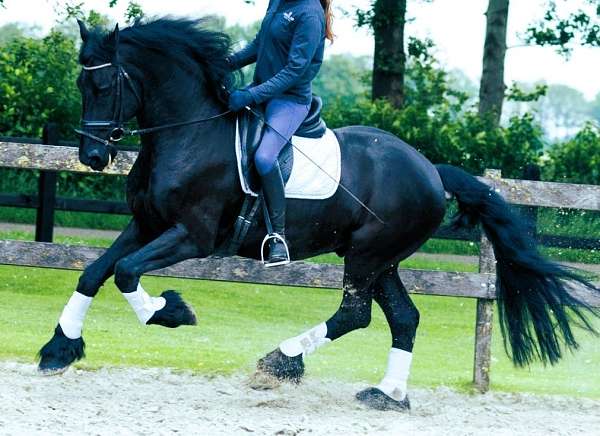 friesians-horse