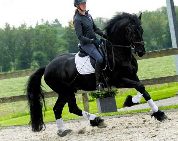 friesian-horses