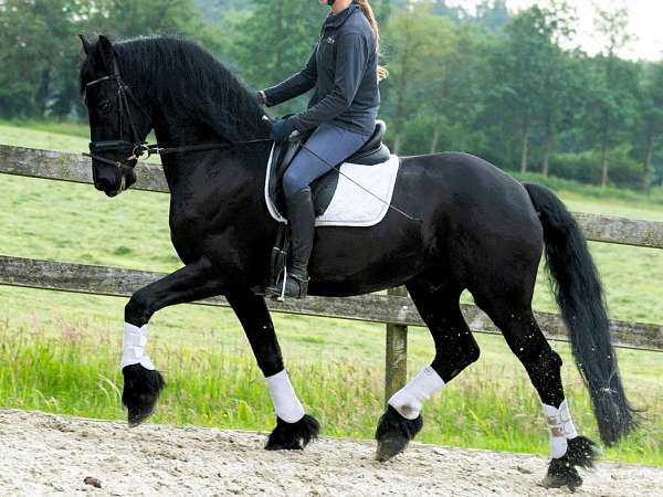 friesian-for-sale-horse