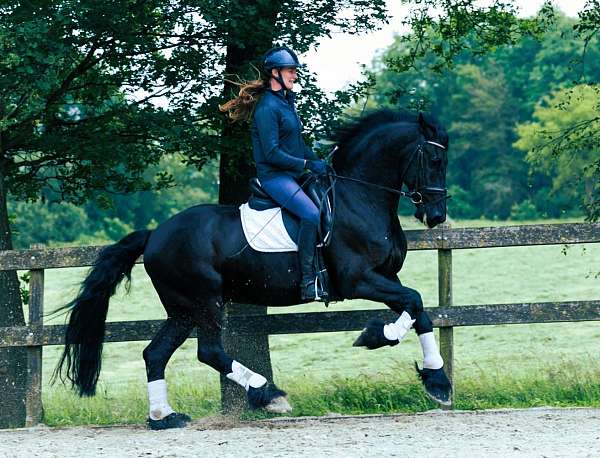 friesian-dressage-horse