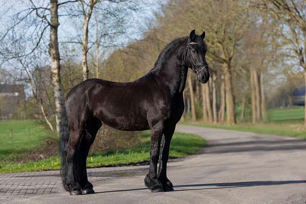 friesian-sporthorse-horse