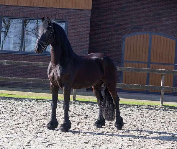 friesian-stallion-horse