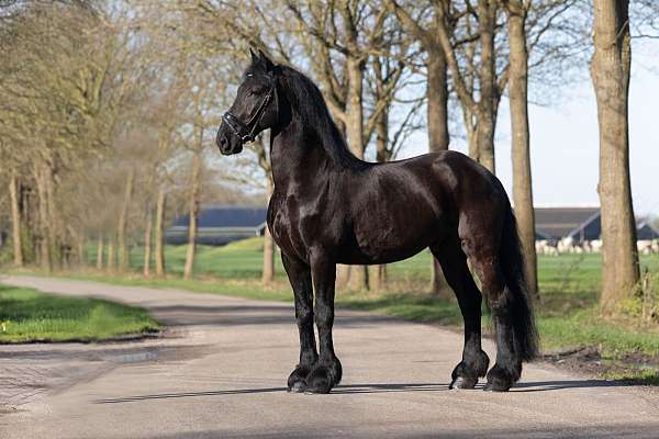 friesian-mare-horse