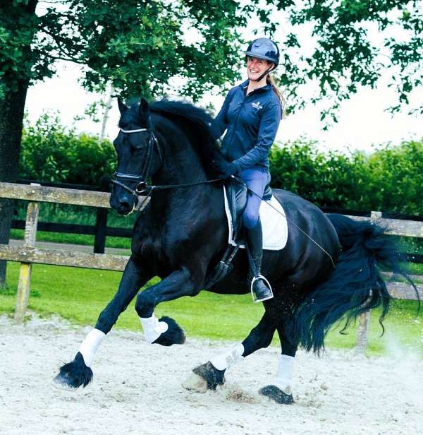 friesian-gelding-horse